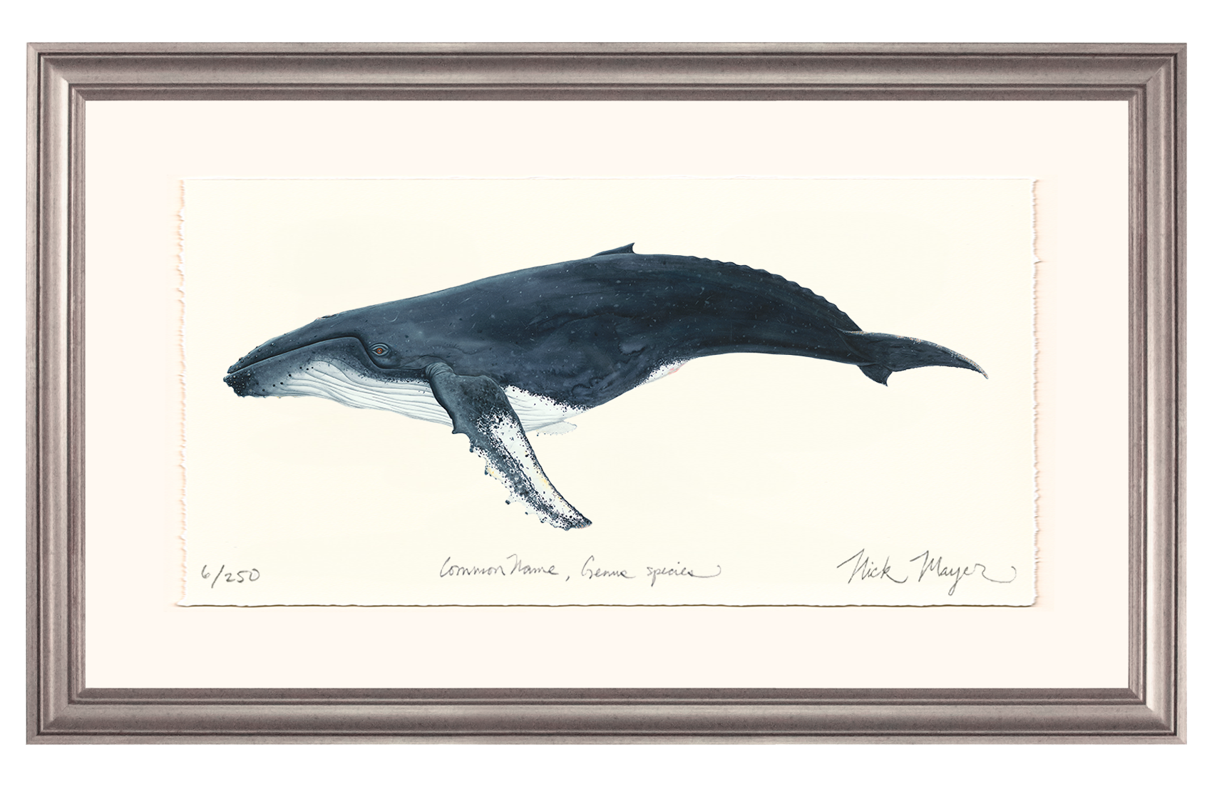 Humpback Whale Limited Edition Print