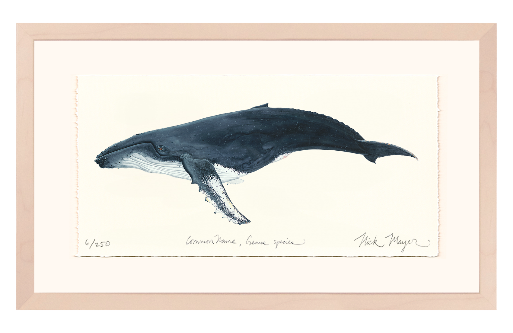 Humpback Whale Limited Edition Print