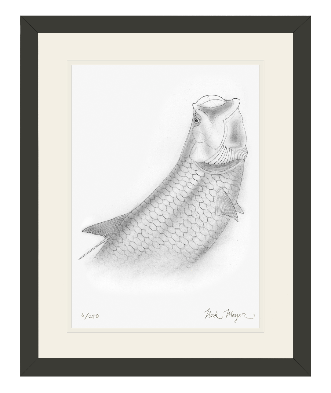Tarpon Headshake 2 Limited Edition Print