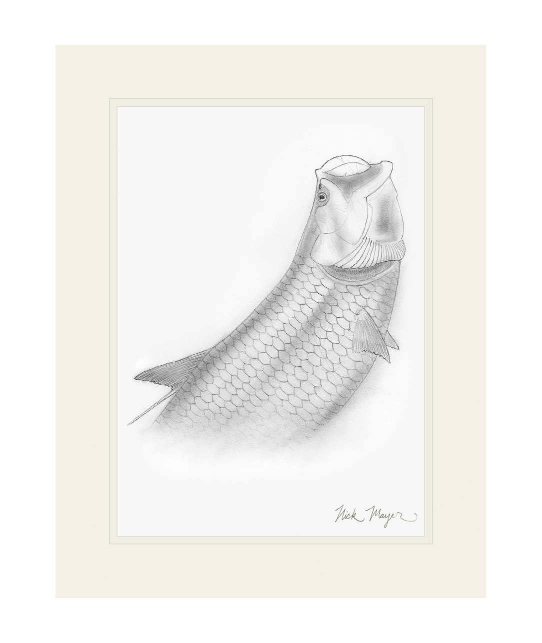 Tarpon Headshake 2 Original Pencil Drawing