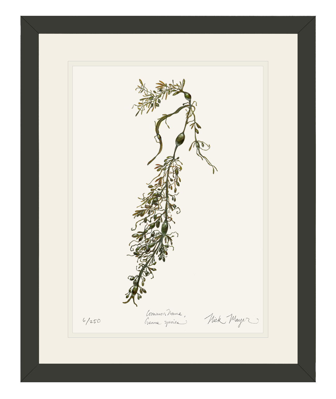 Knotted Wrack Marine Botanical Limited Edition Print
