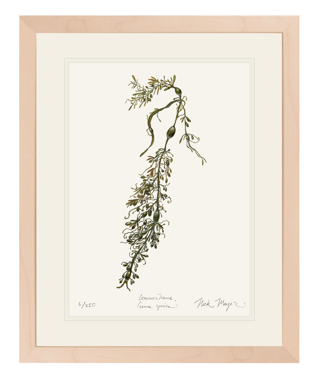 Knotted Wrack Marine Botanical Limited Edition Print