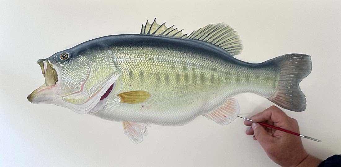 NEWEST PRINT: Largemouth Bass III, 10 lb Sharelunker Limited Edition Print