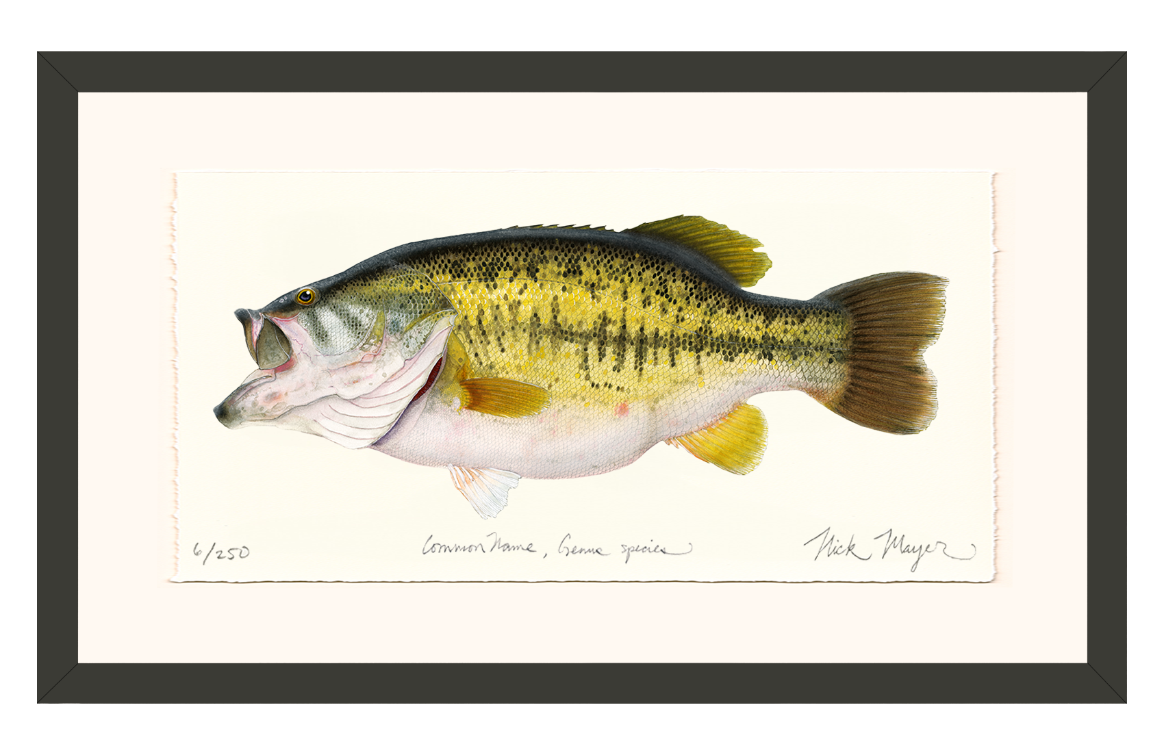Largemouth Bass II, 14 lb Sharelunker Limited Edition Print