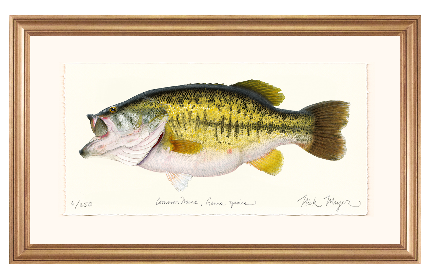 Largemouth Bass II, 14 lb Sharelunker Limited Edition Print