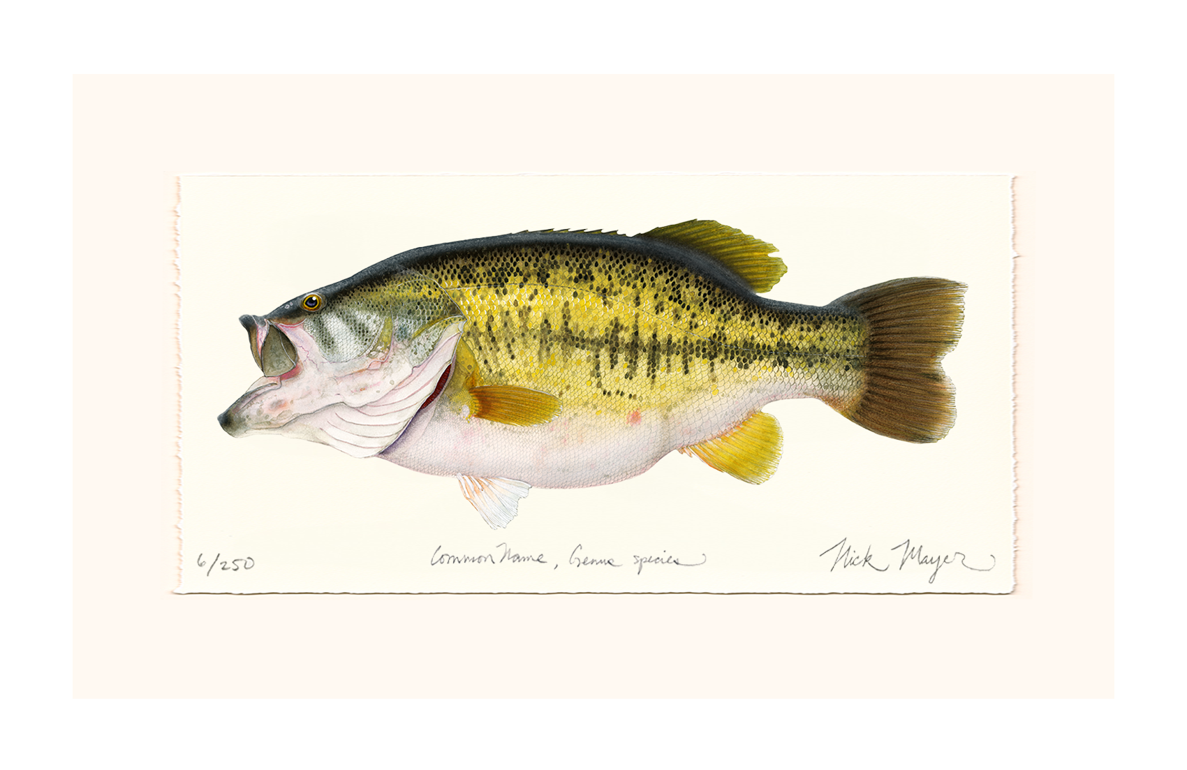 Largemouth Bass II, 14 lb Sharelunker Limited Edition Print