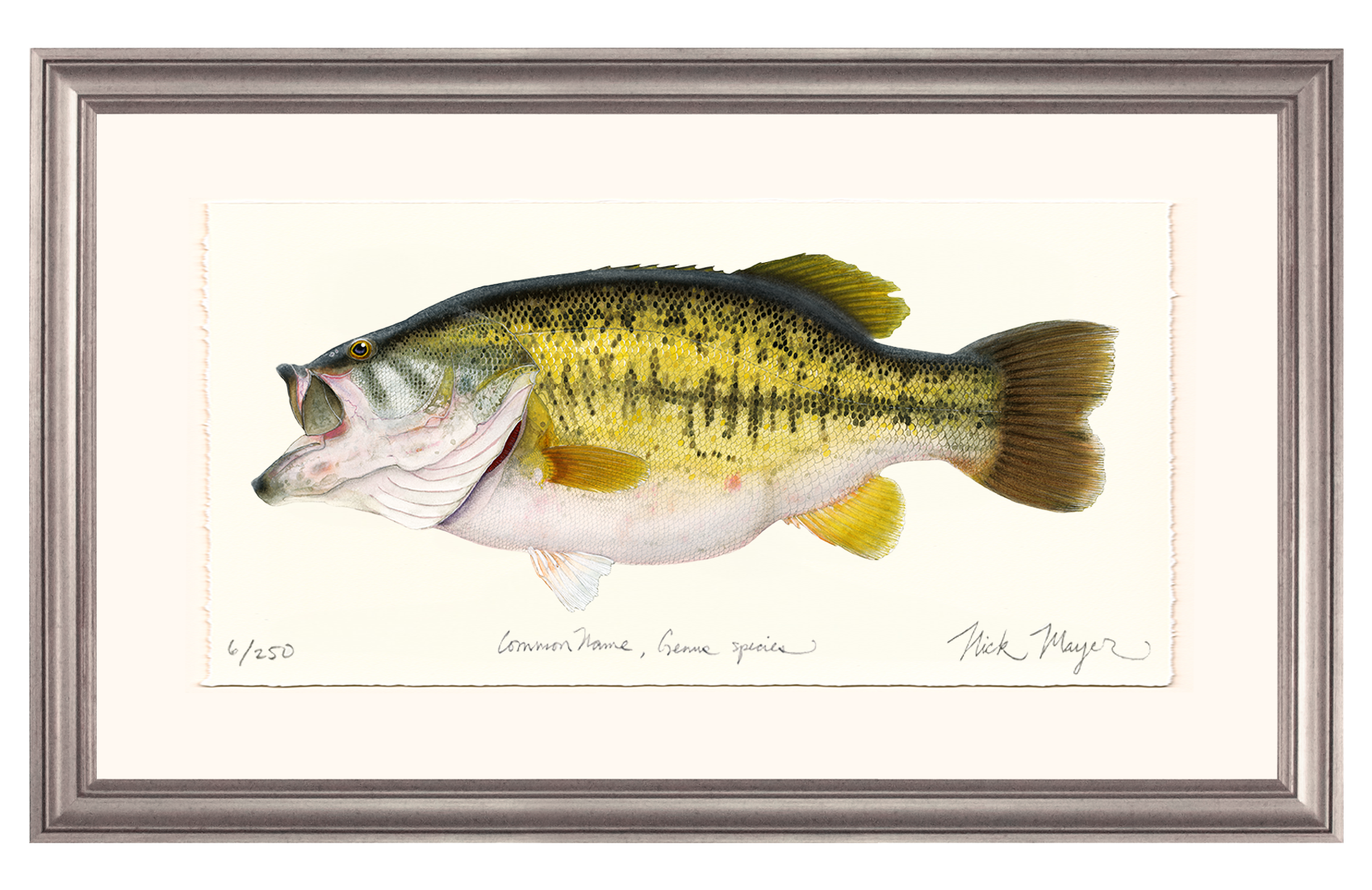 Largemouth Bass II, 14 lb Sharelunker Limited Edition Print