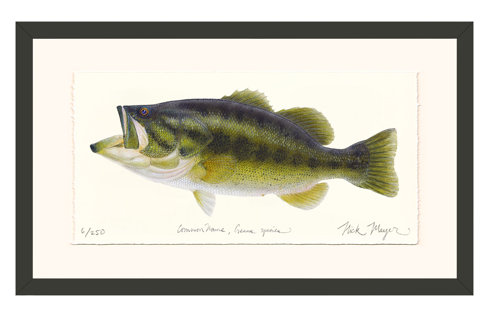 Largemouth Bass I Limited Edition Print