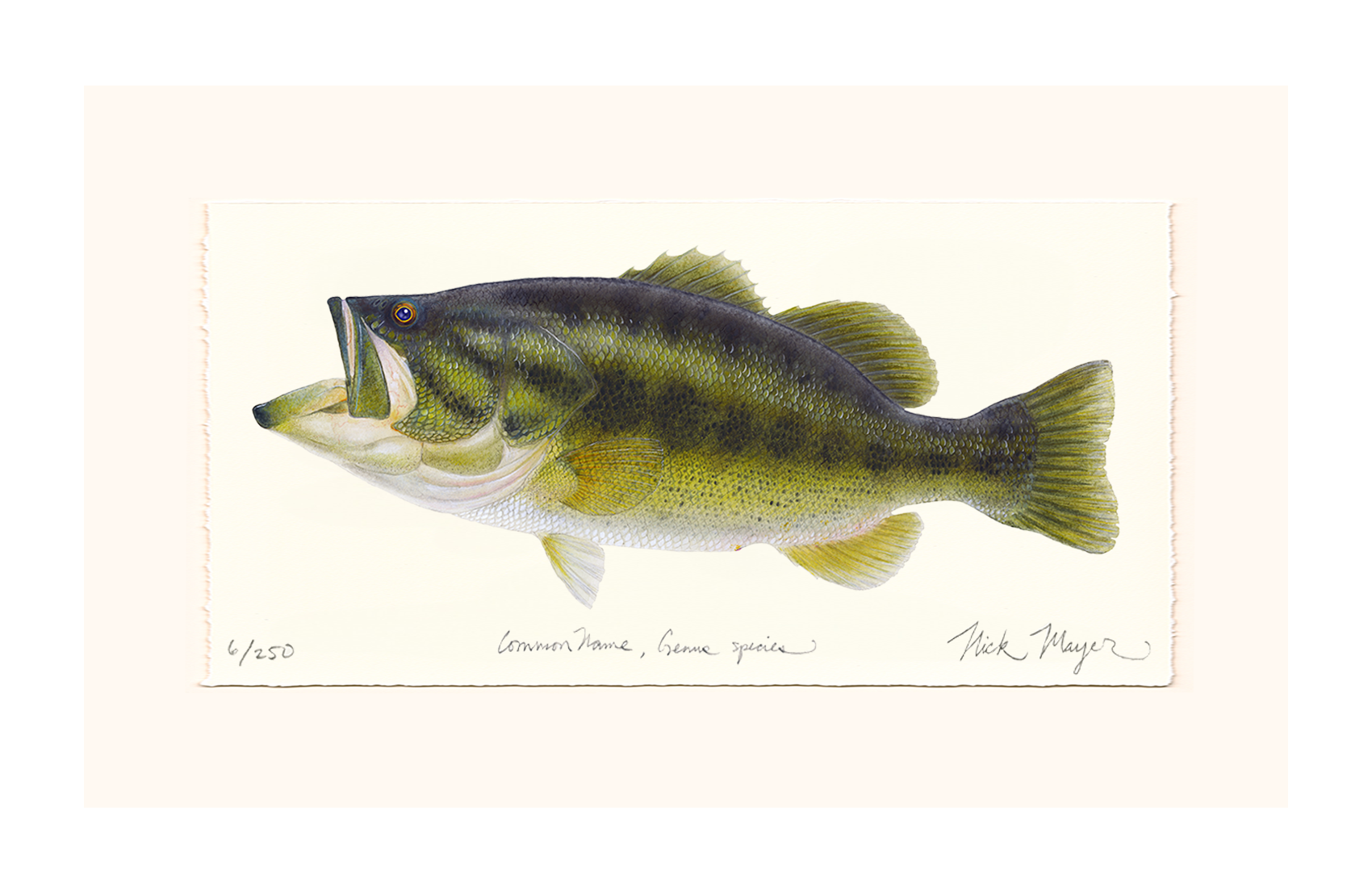 Largemouth Bass I Limited Edition Print