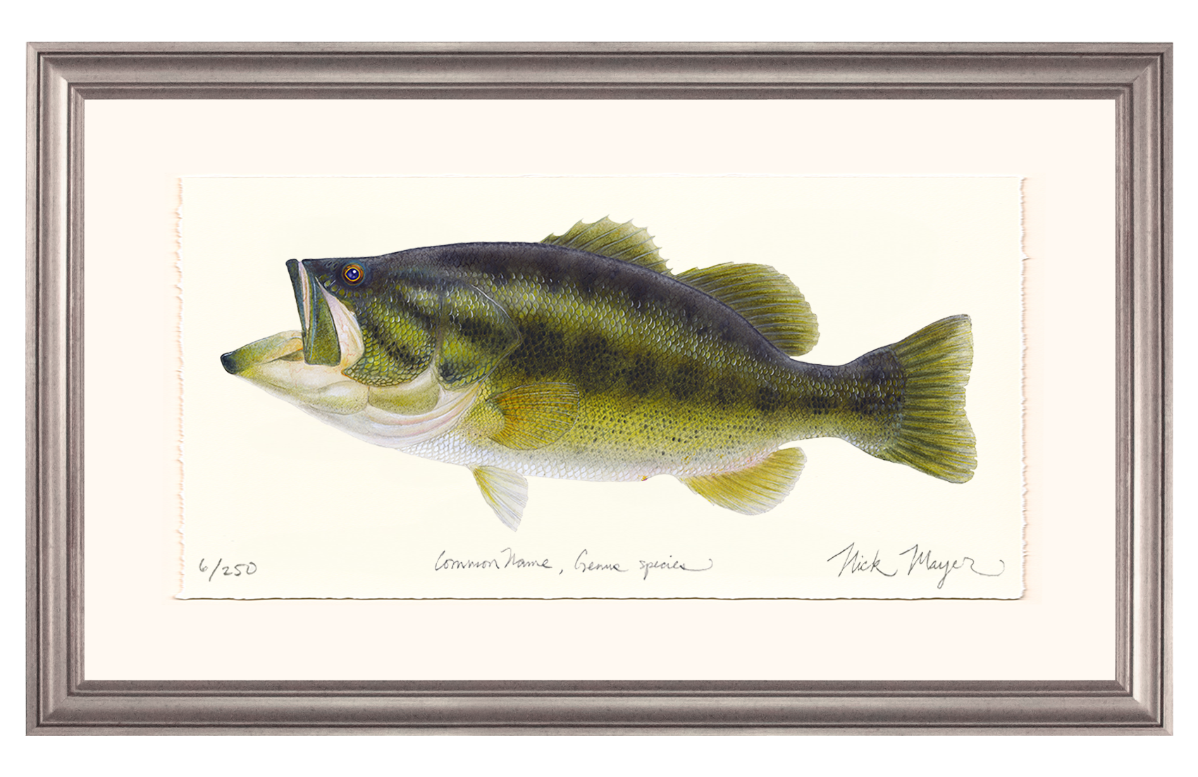 Largemouth Bass I Limited Edition Print