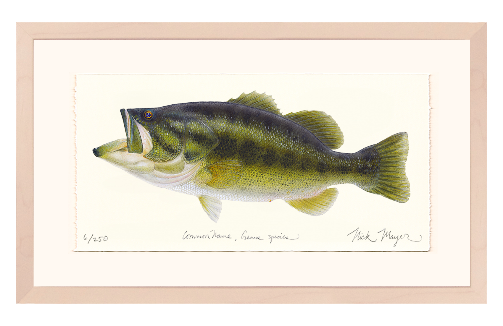 Largemouth Bass I Limited Edition Print