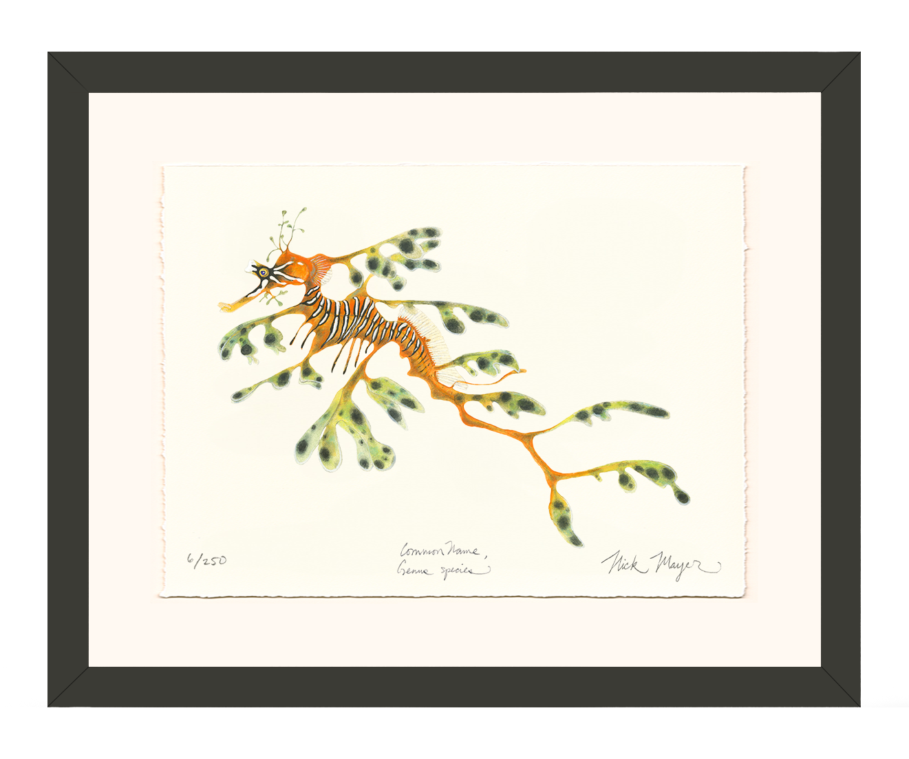 Leafy Seadragon Limited Edition Print