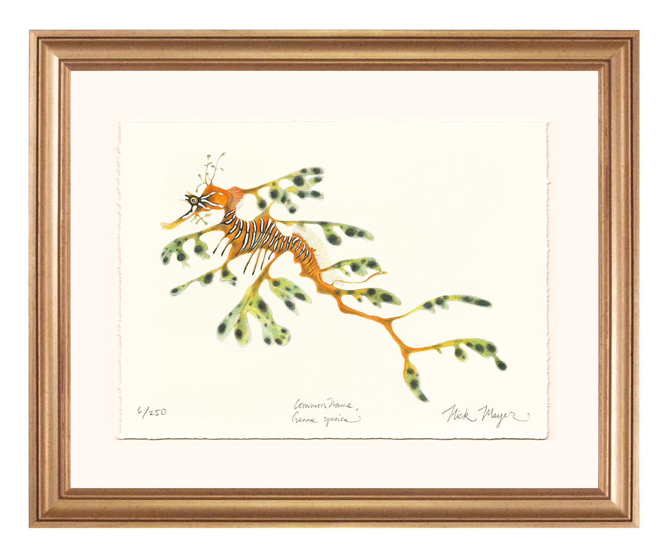 Leafy Seadragon Limited Edition Print
