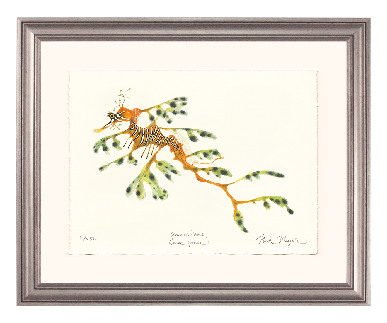 Leafy Seadragon Limited Edition Print