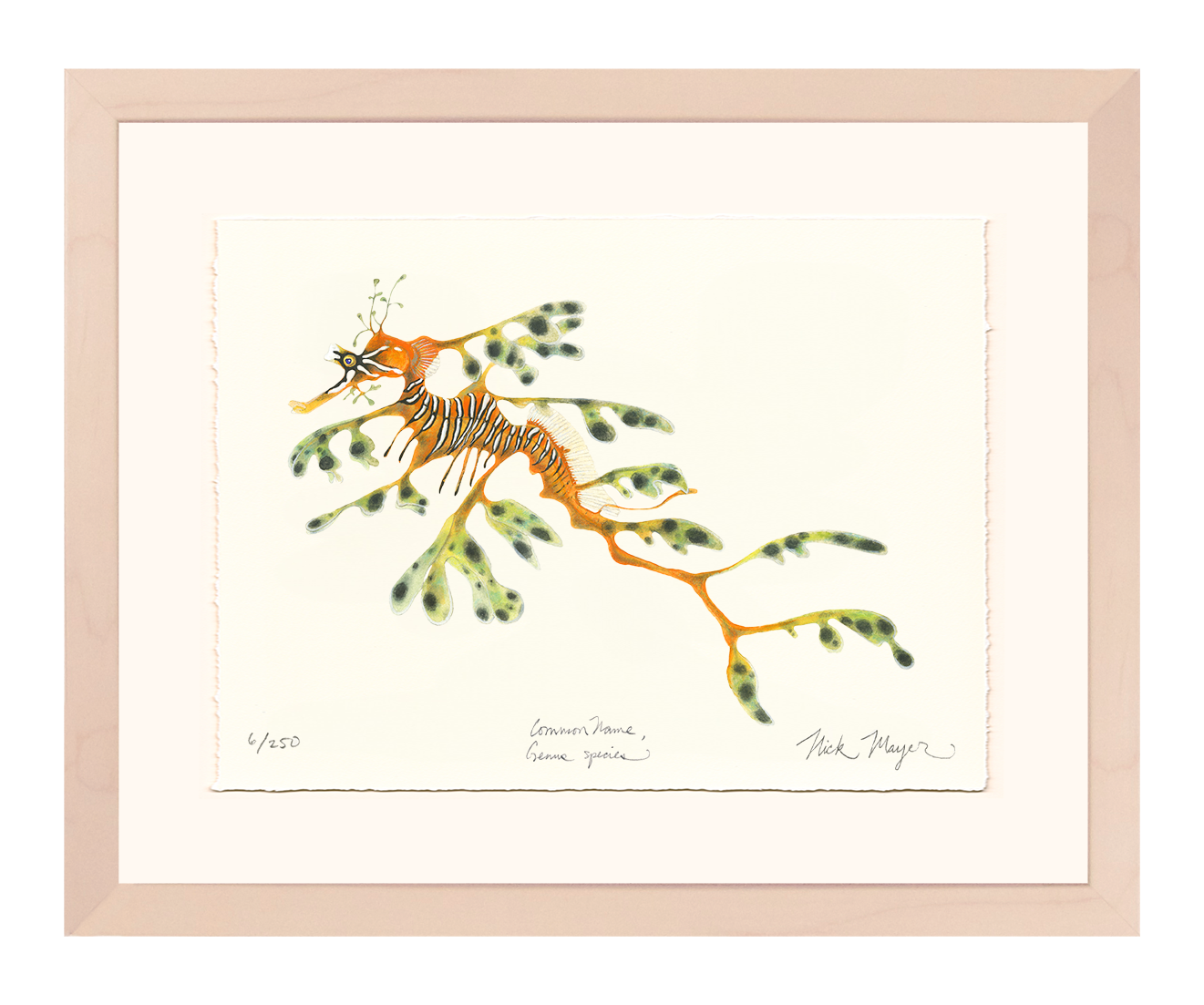 Leafy Seadragon Limited Edition Print