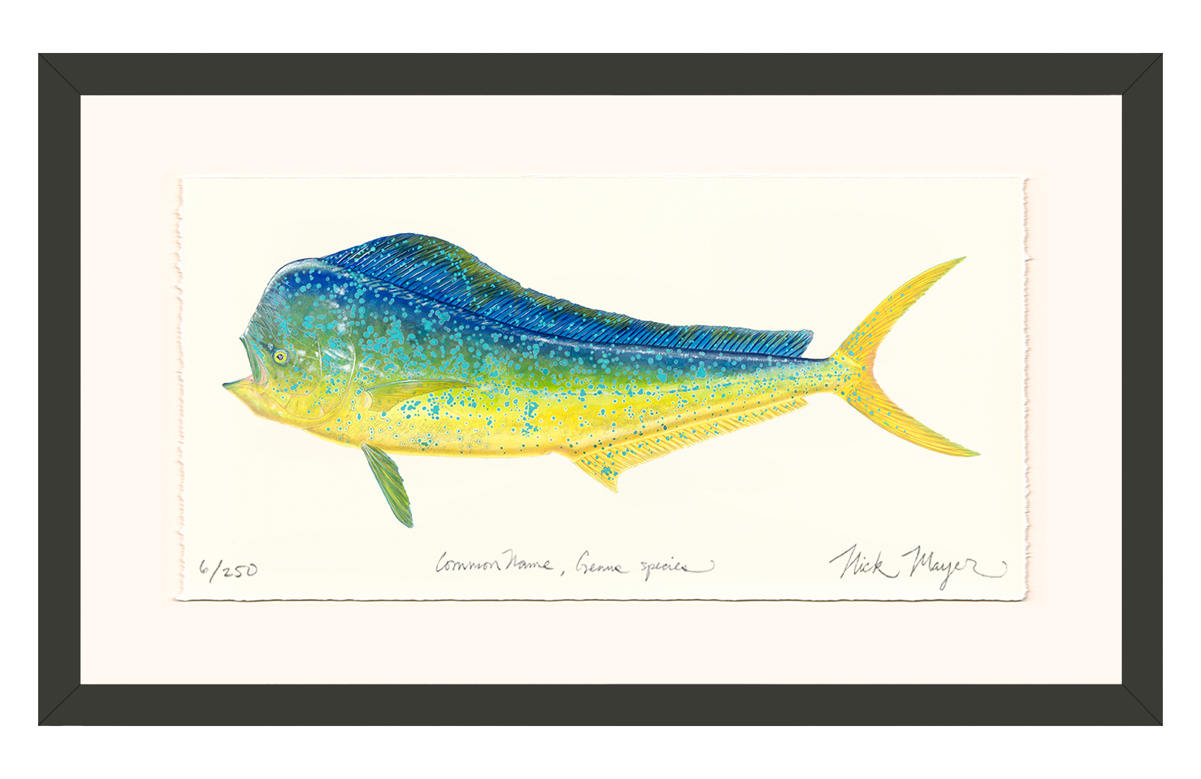 Bull Dorado/ Mahi Limited Edition Print - Best Seller