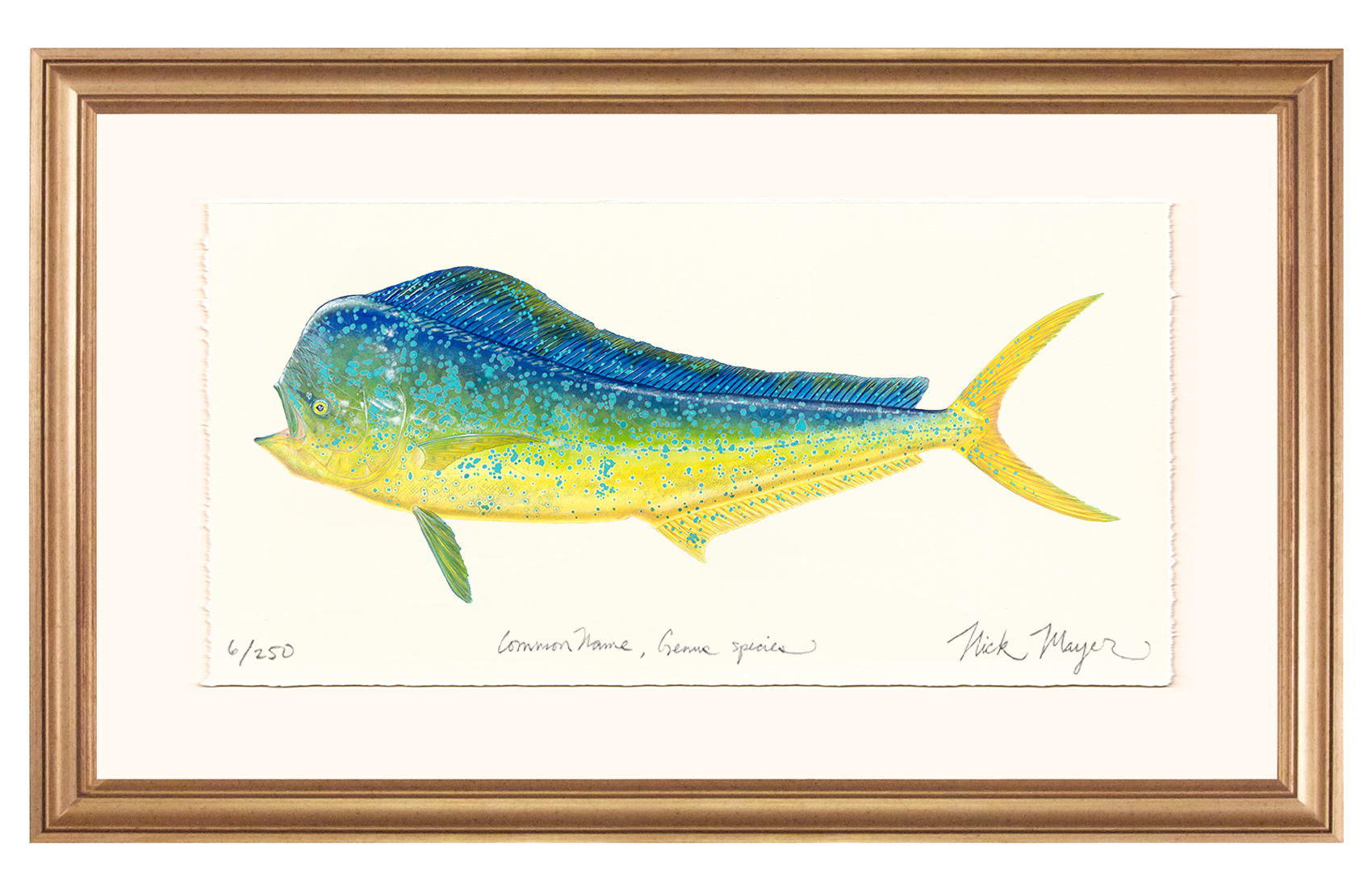 Bull Dorado/ Mahi Limited Edition Print - Best Seller
