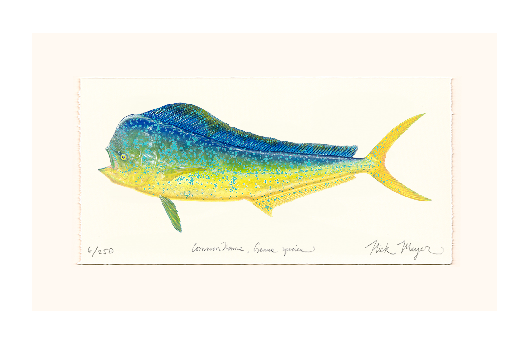 Bull Dorado/ Mahi Limited Edition Print - Best Seller