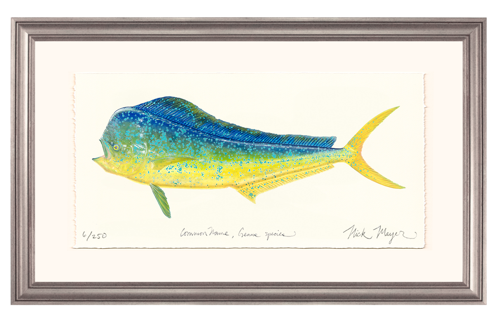 Bull Dorado/ Mahi Limited Edition Print - Best Seller