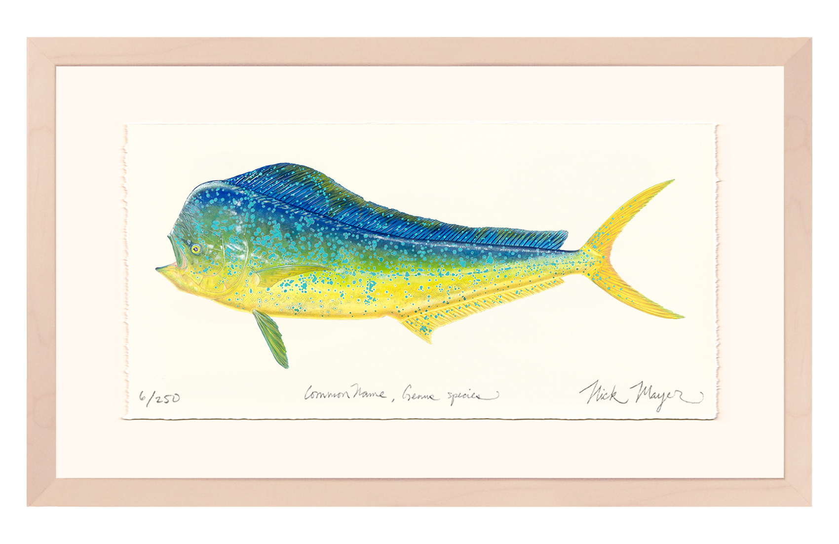 Bull Dorado/ Mahi Limited Edition Print - Best Seller