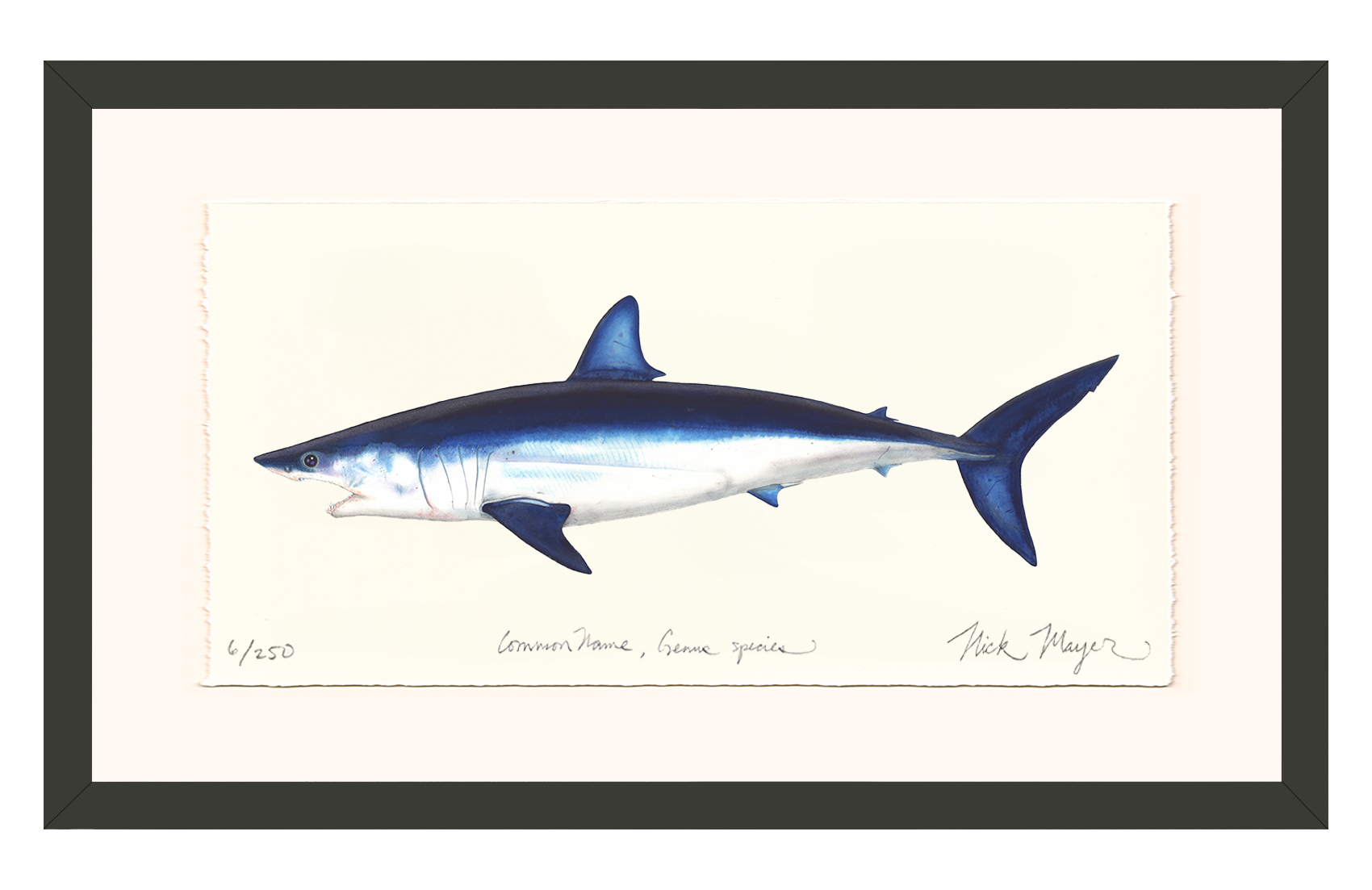 Mako Shark Limited Edition Print