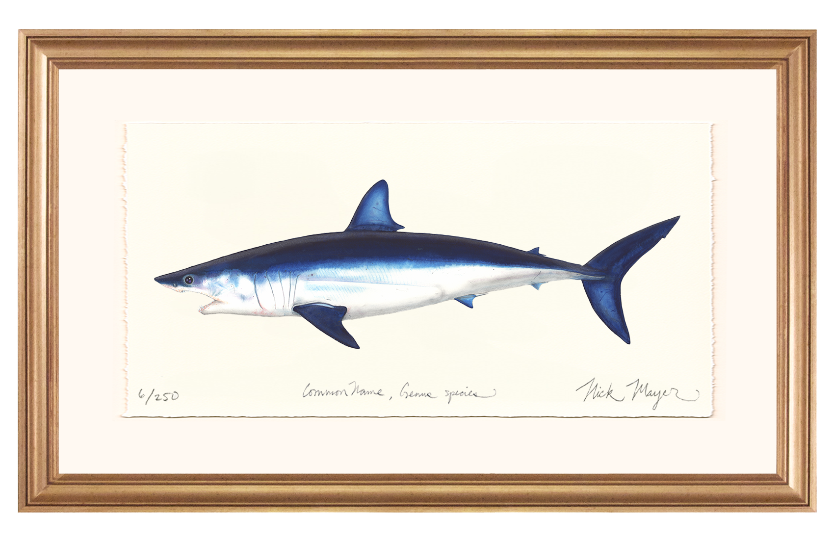 Mako Shark Limited Edition Print