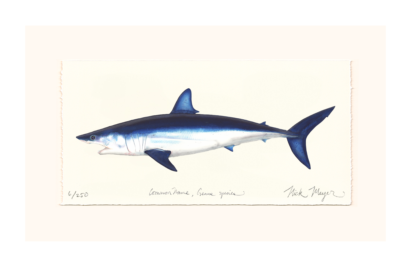 Mako Shark Limited Edition Print