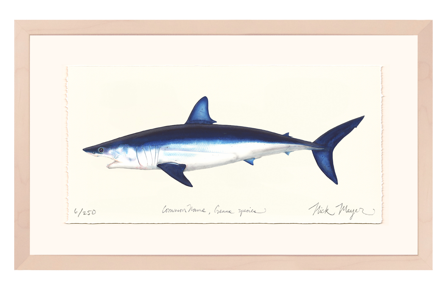 Mako Shark Limited Edition Print