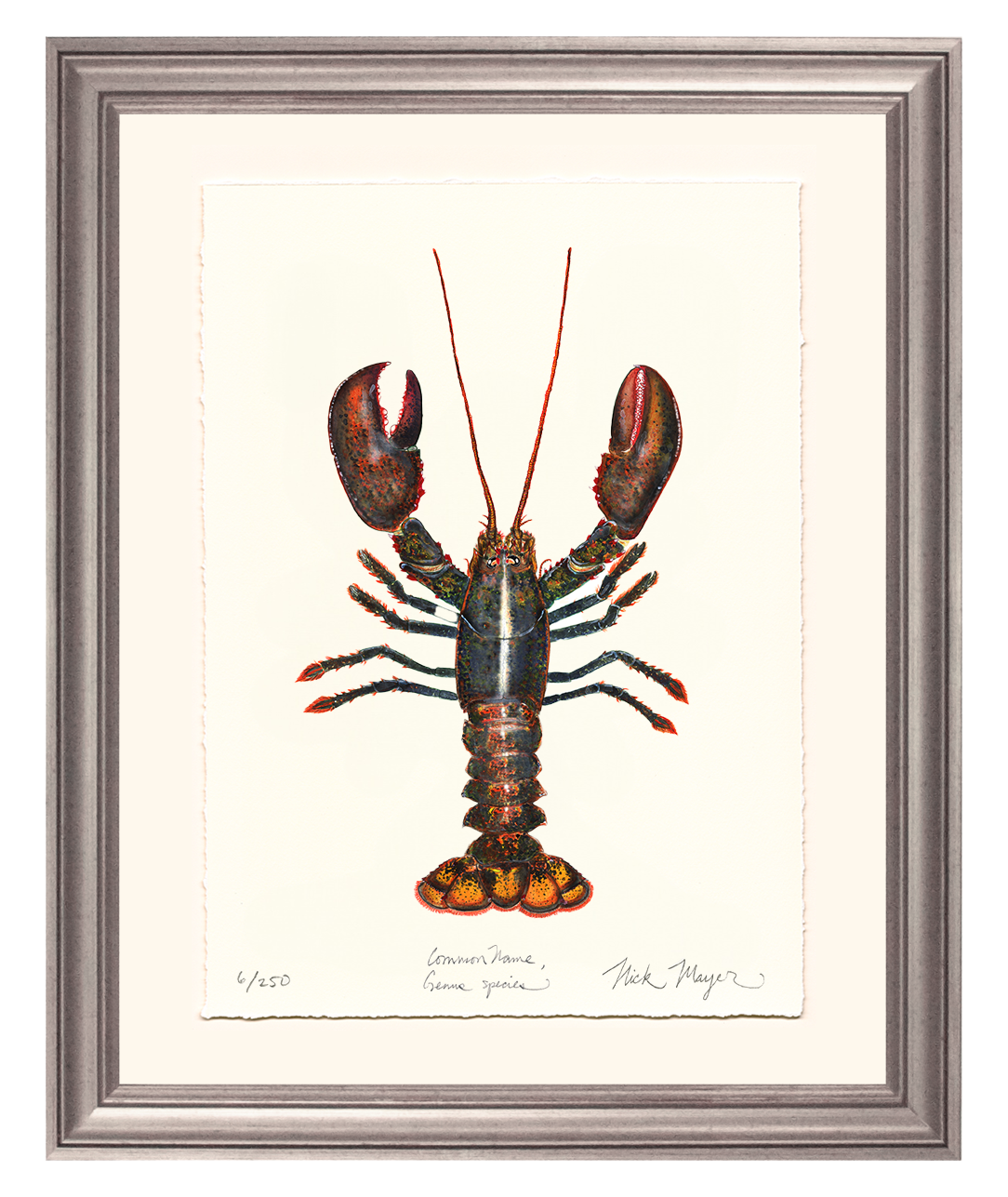 Northern Lobster I Limited Edition Print