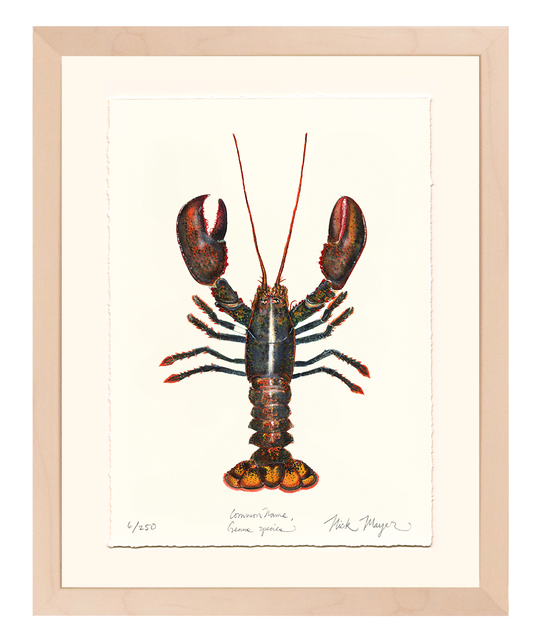 Northern Lobster I Limited Edition Print
