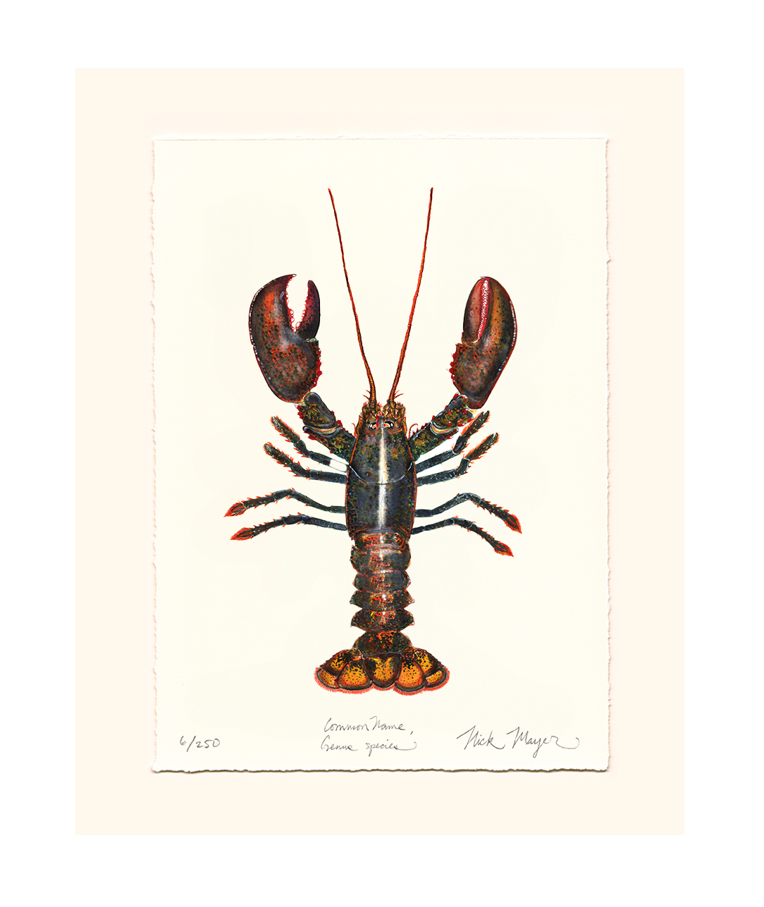 Northern Lobster I Limited Edition Print