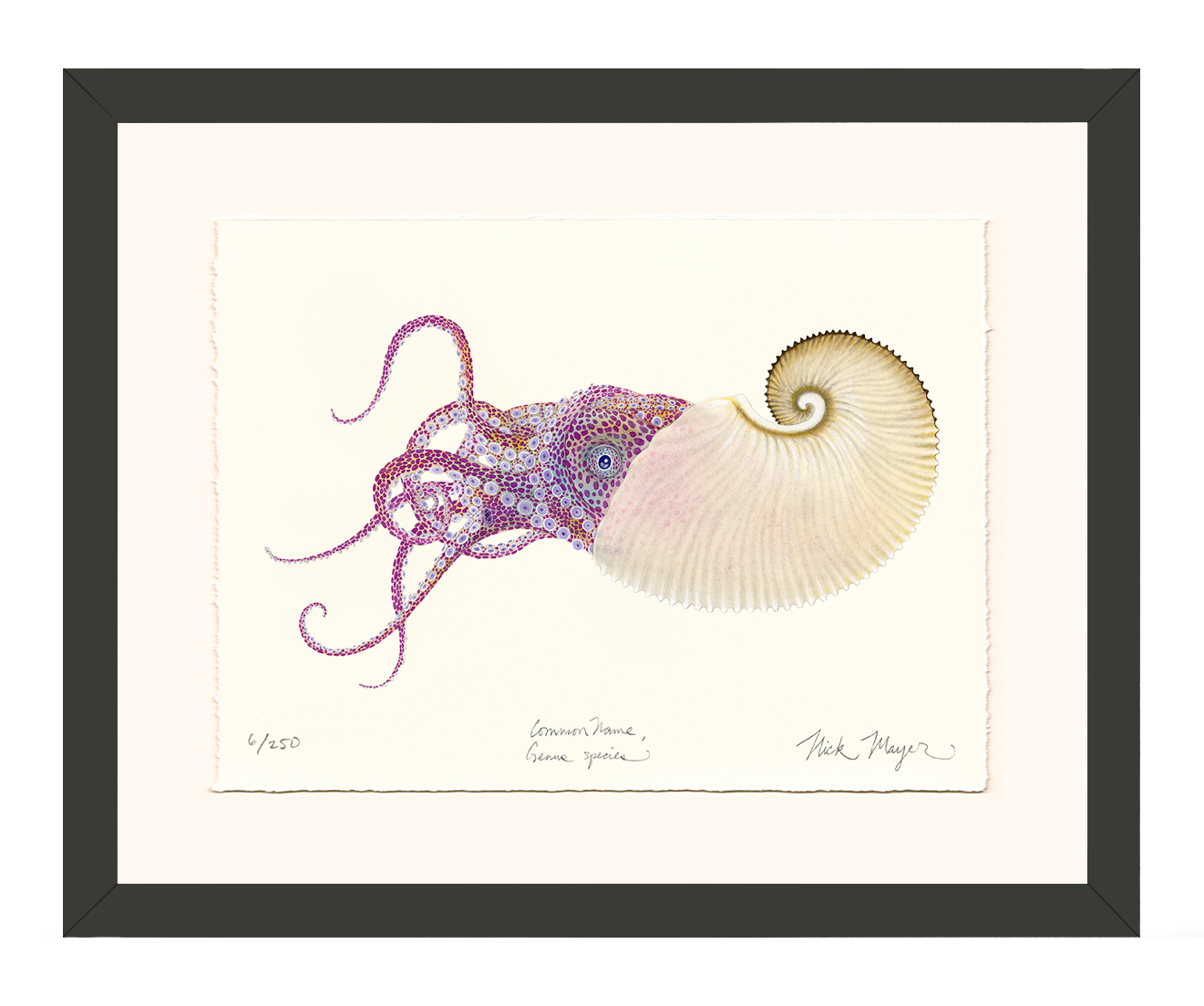Paper Nautilus Limited Edition Print