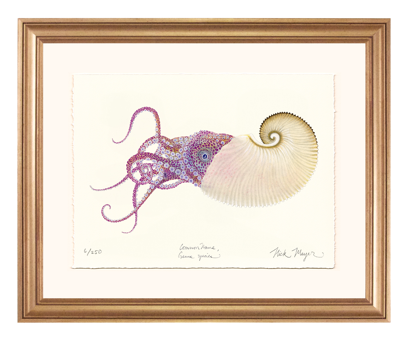 Paper Nautilus Limited Edition Print