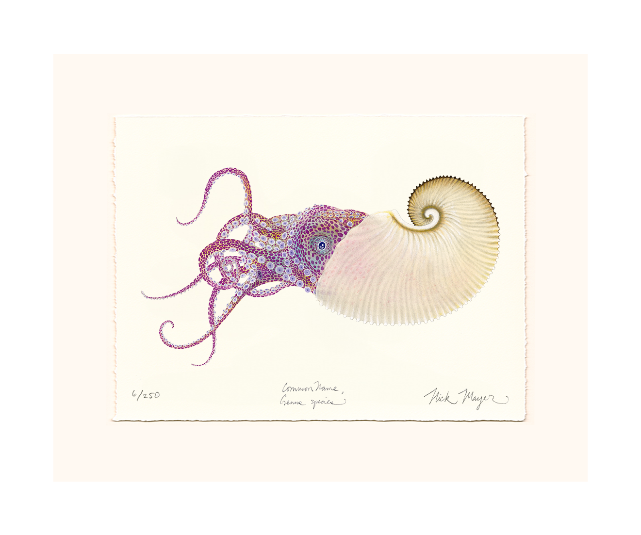 Paper Nautilus Limited Edition Print
