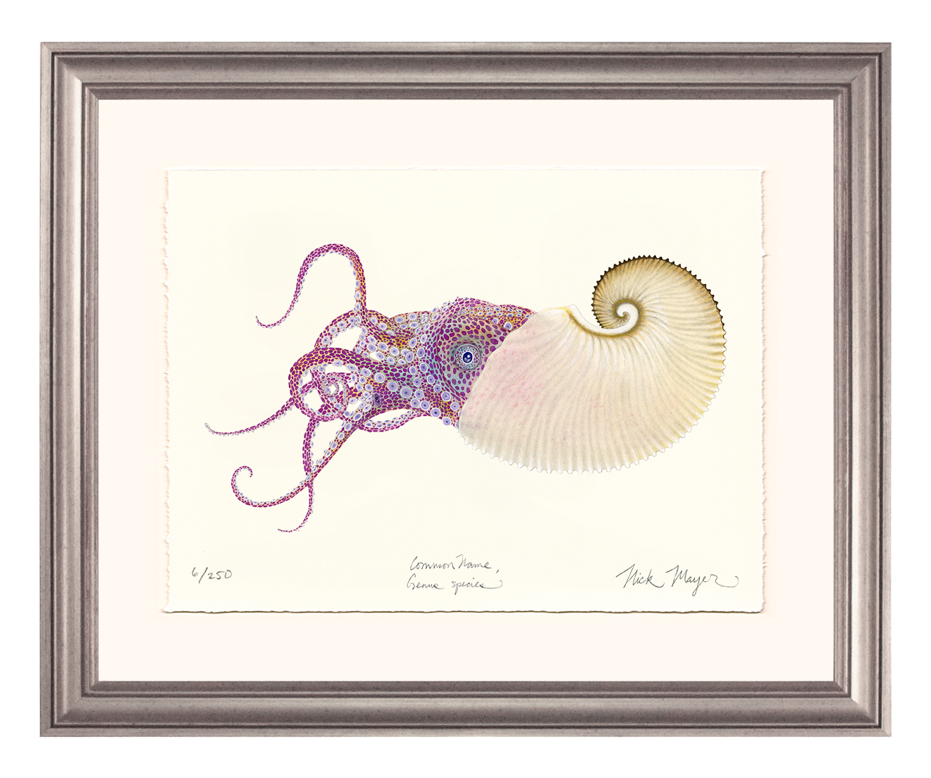 Paper Nautilus Limited Edition Print