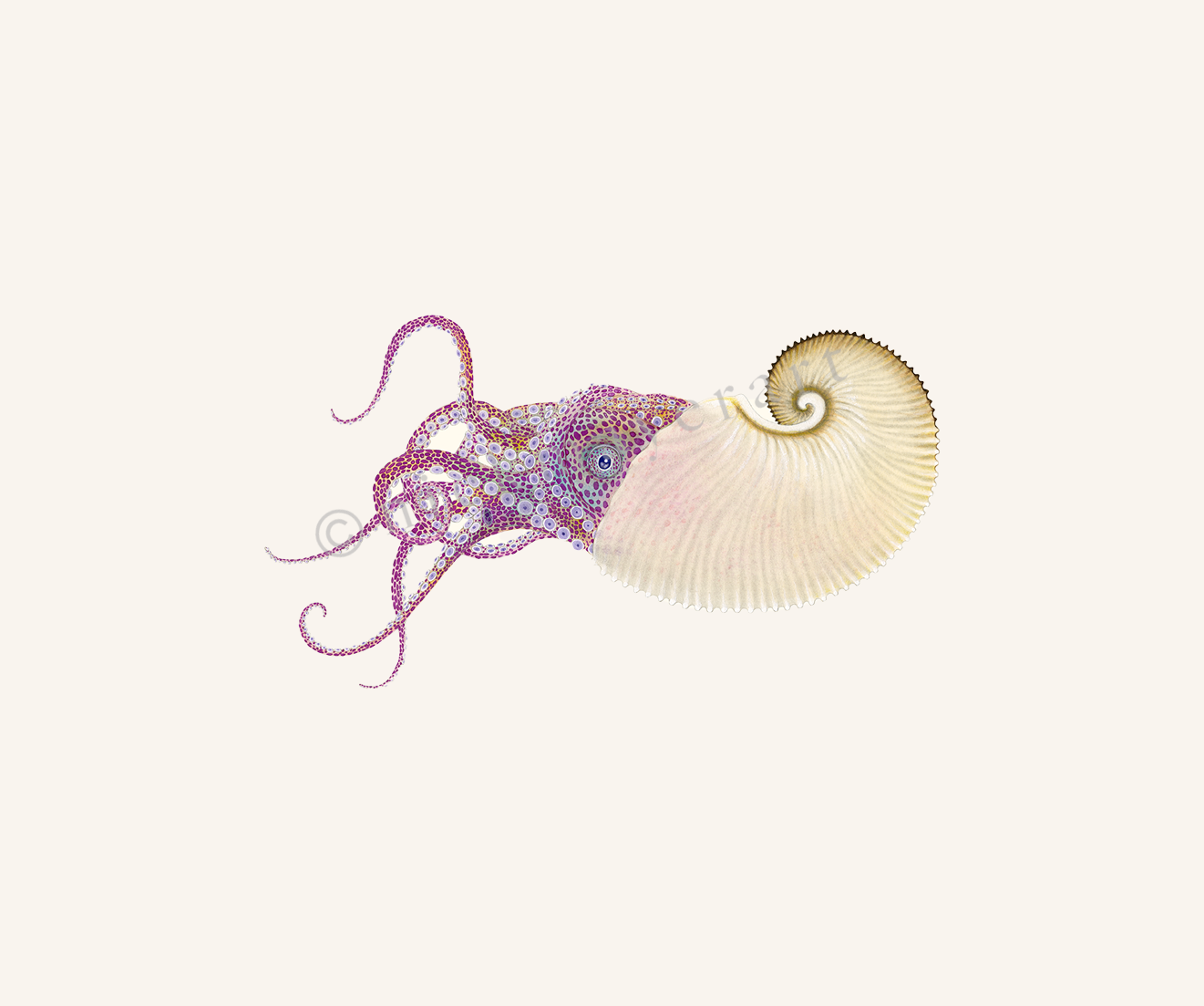Paper Nautilus Limited Edition Print
