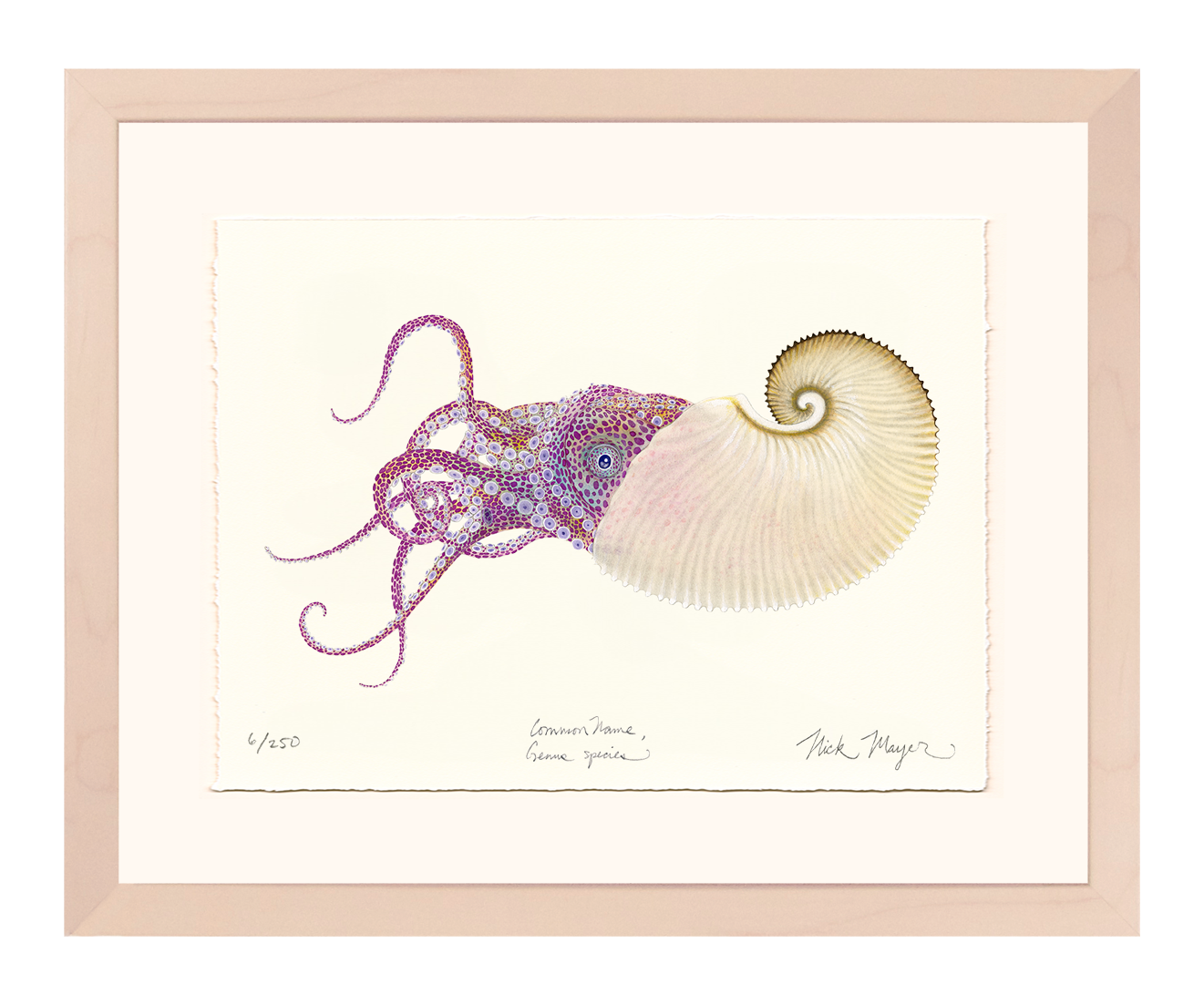Paper Nautilus Limited Edition Print