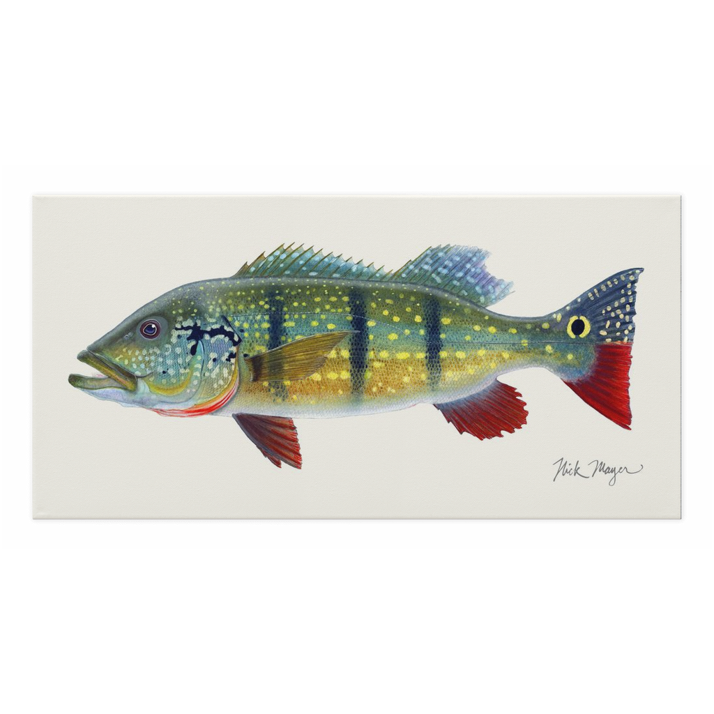 Peacock Bass Canvas Print, 15" x 30", Ready to Ship