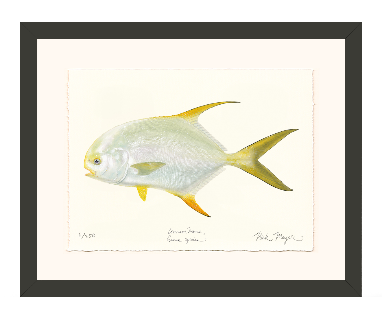 Indo Pacific Permit I Limited Edition Print