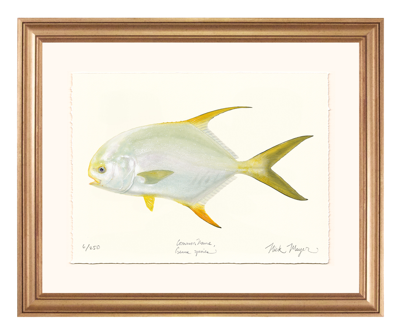 Indo Pacific Permit I Limited Edition Print
