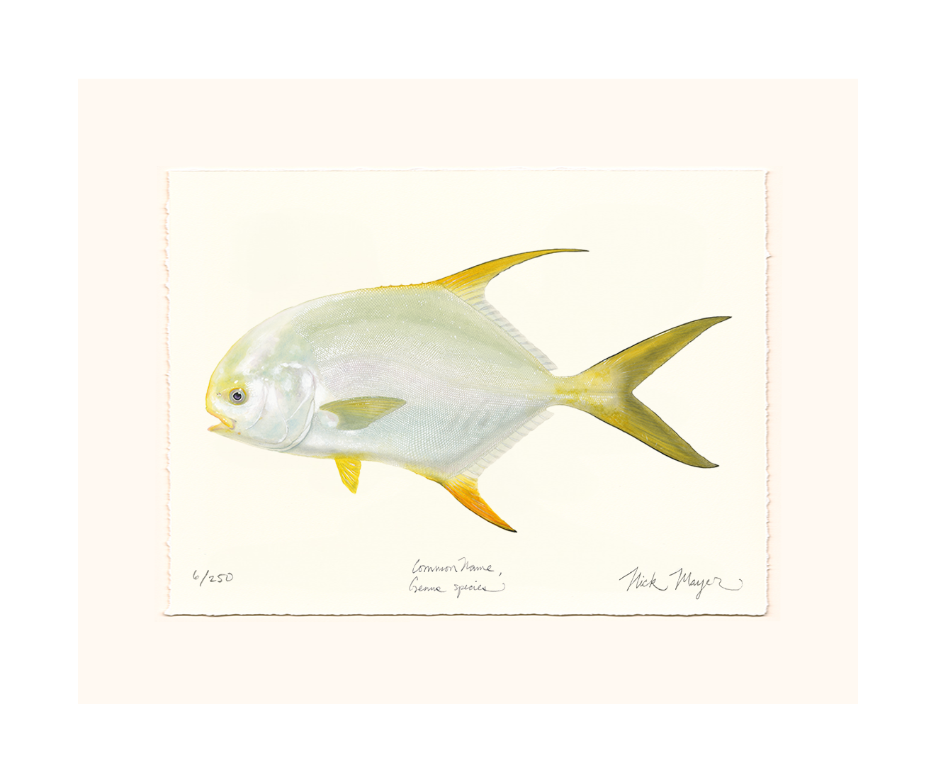 Indo Pacific Permit I Limited Edition Print