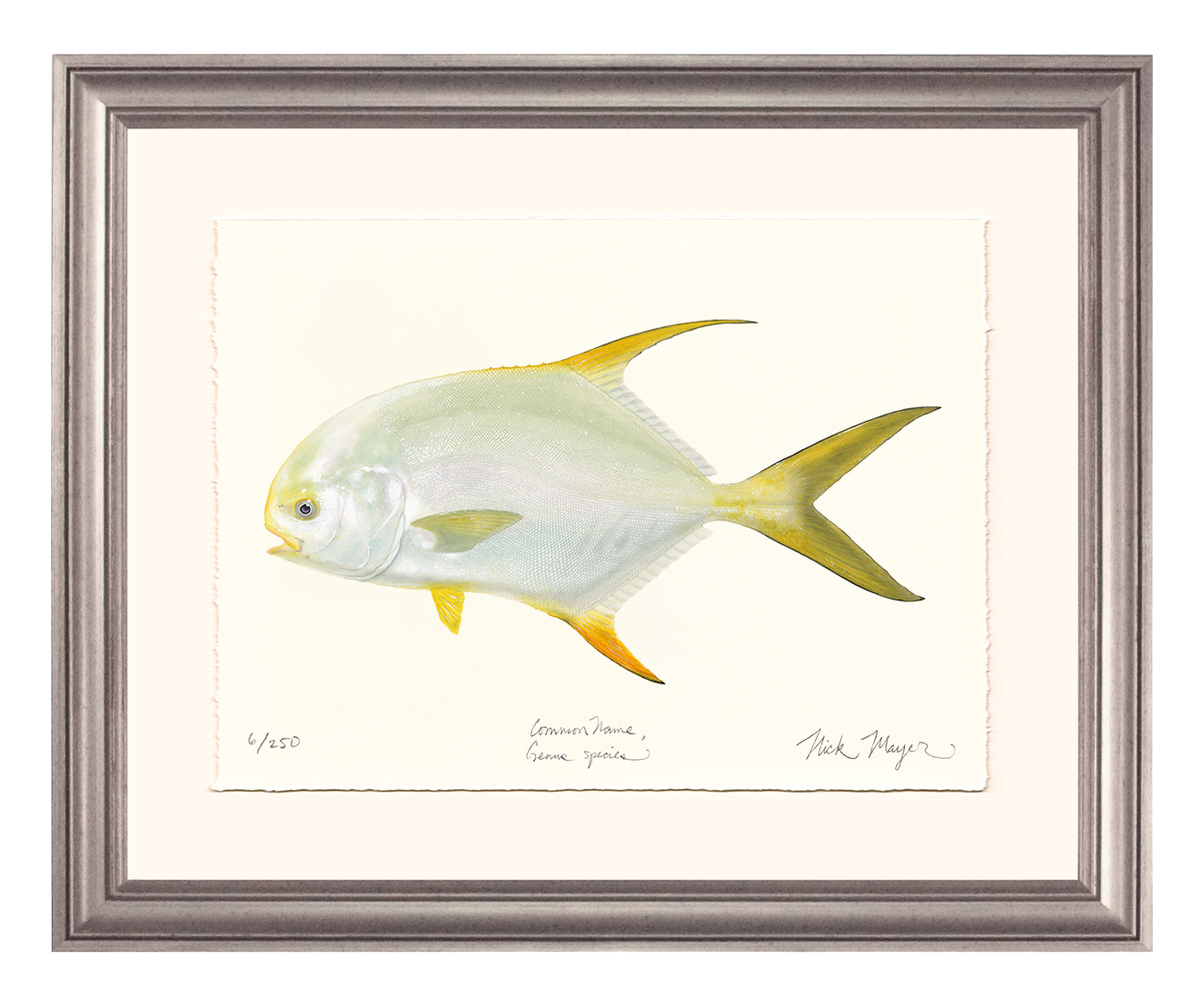 Indo Pacific Permit I Limited Edition Print