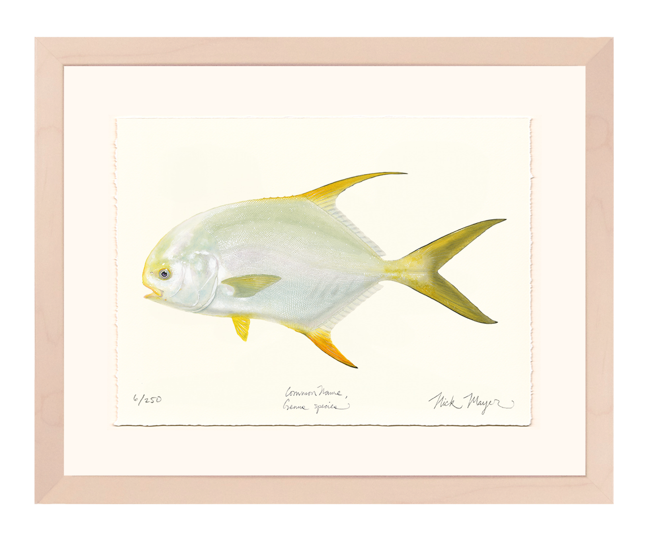 Indo Pacific Permit I Limited Edition Print