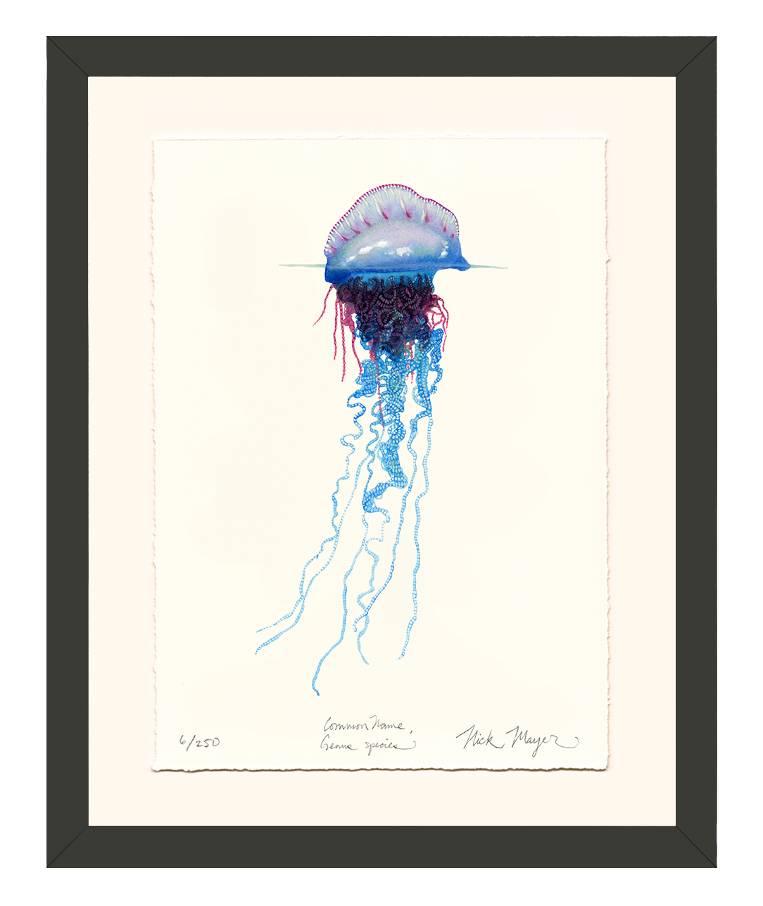 Portuguese Man O' War Limited Edition Print