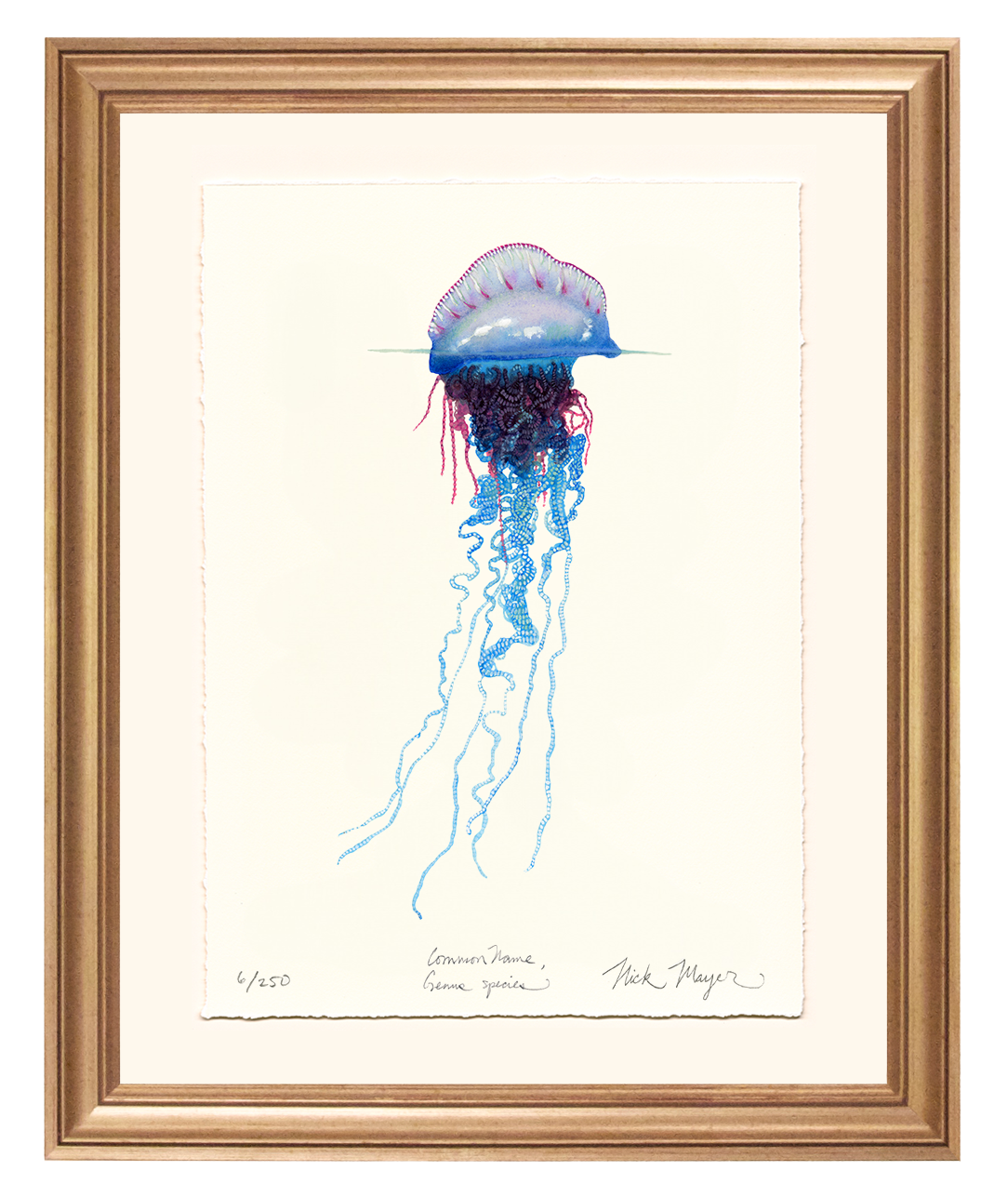 Portuguese Man O' War Limited Edition Print