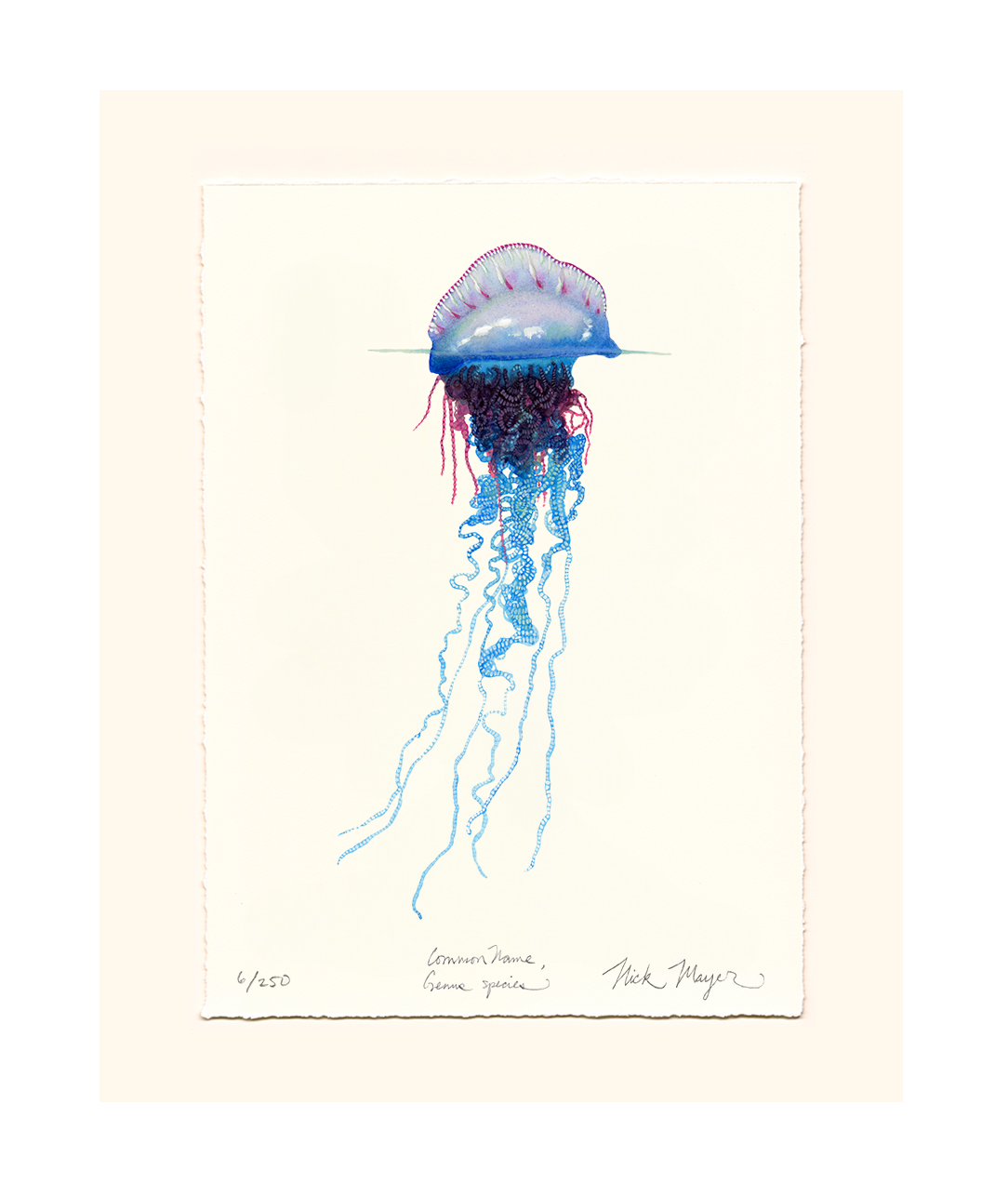 Portuguese Man O' War Limited Edition Print