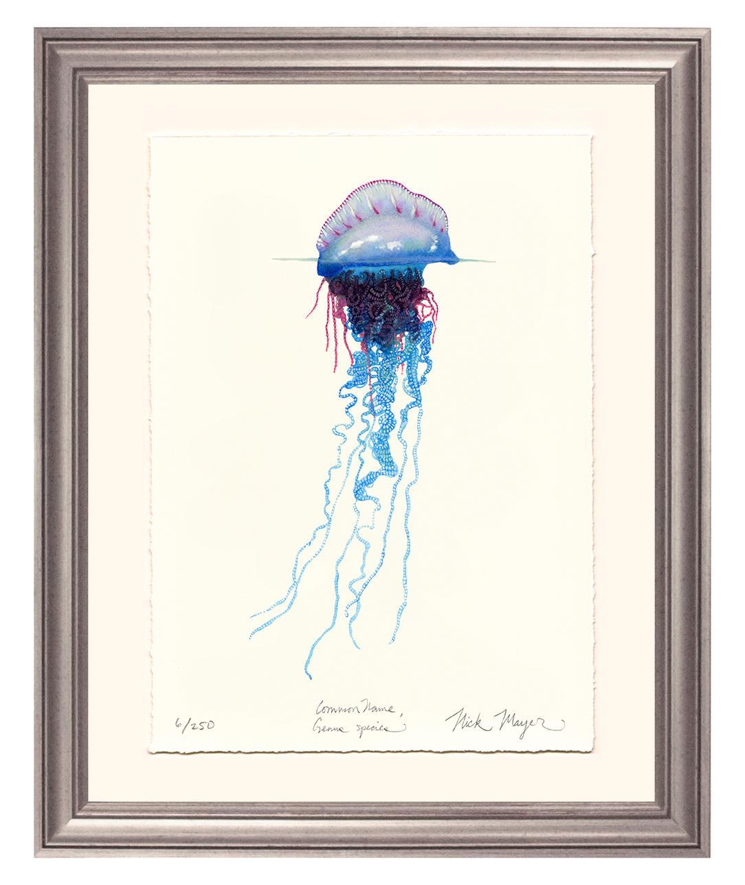 Portuguese Man O' War Limited Edition Print