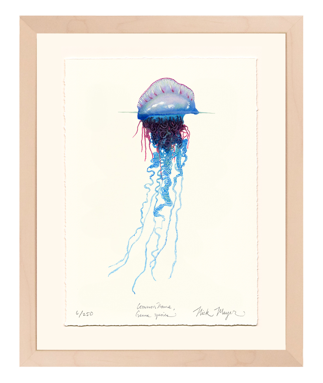 Portuguese Man O' War Limited Edition Print