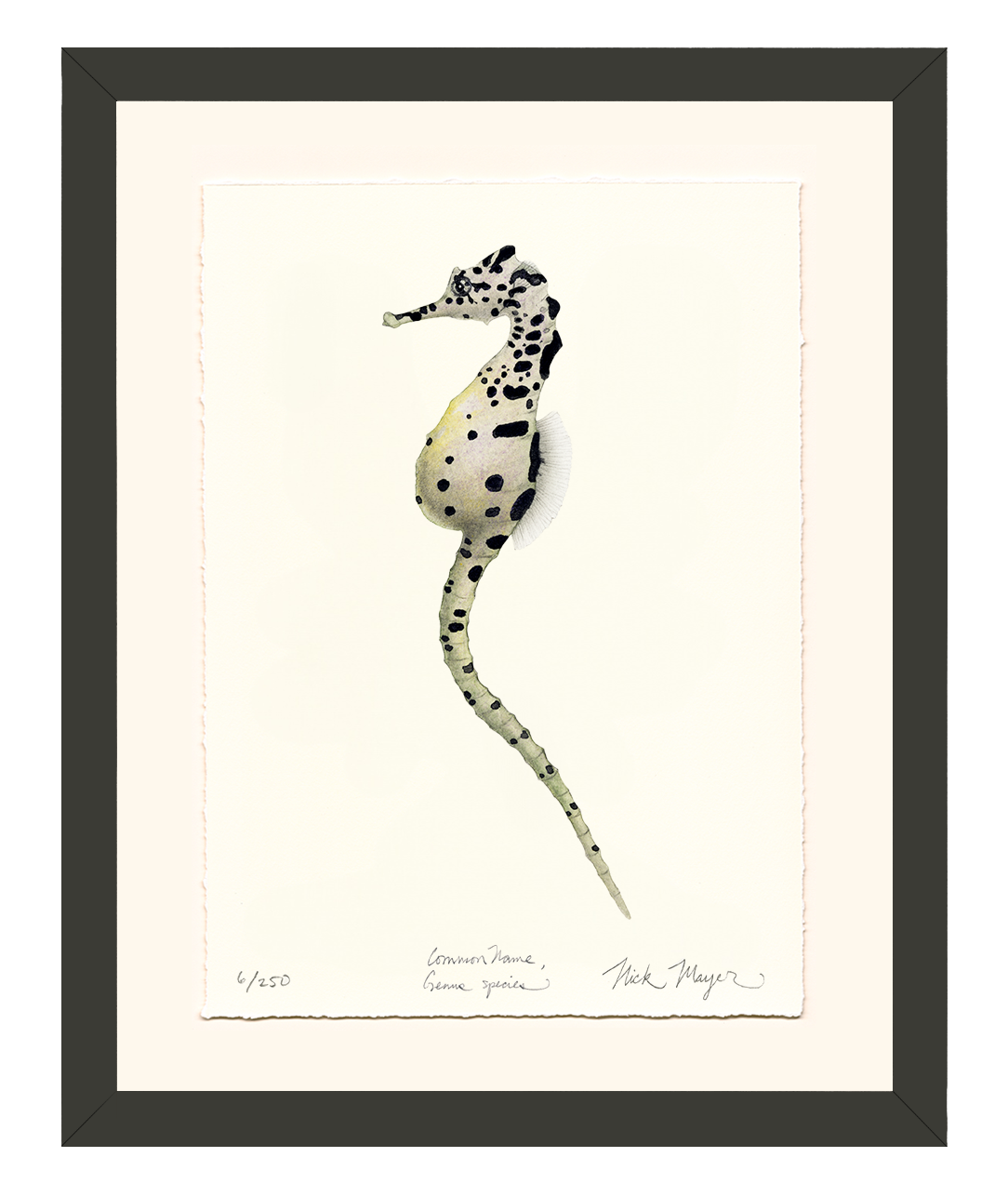 Pot Bellied Seahorse Limited Edition Print