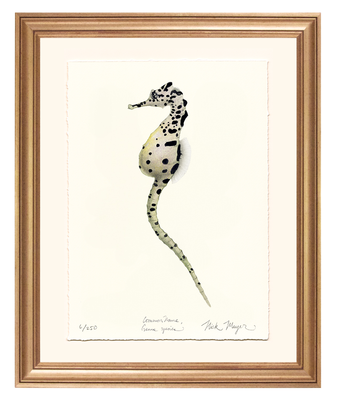 Pot Bellied Seahorse Limited Edition Print